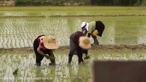 خرید برنج عمده شمال