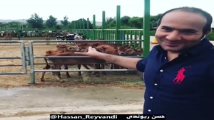 ویدیو خنده دار شاخ بازی در گاوداری حسن ریوندی