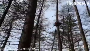 رباتی که از تنه ی درخت بالا میره