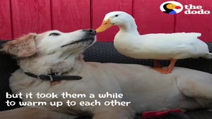 هم زیستی سگ و اردک