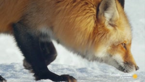 تصاویر جالب از شکار کردن روباه قرمز در برف