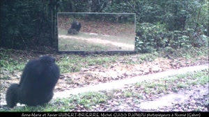 وقتی شامپانزه خودش رو تو آینه میبینه