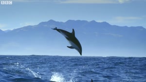 تصاویری دیدنی از دلفین های شگفت انگیز