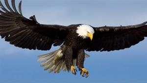 قدرت شگفت انگیز عقاب در شکار