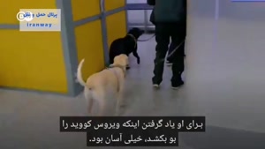 سگ کرونا یاب در فرودگاه هلسینکی