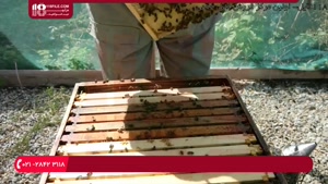 برای حفظ جمعیت زنبور ها و تضمین سلامت آنها چه باید بکنیم ؟