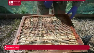 حرفه ای زنبورداری - بازرسی هفتگی برای یافتن حشره ی موم خوار