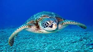 مستند زیبای لاک پشت های دریایی