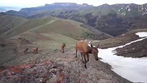 Stunning Footage Epic Animal Migrations in Yellowstone  Nati
