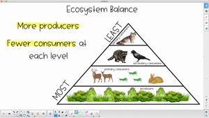 Ecosystem Balance
