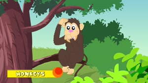 Animal Facts - Monkey