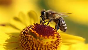 نبرد حیوانات - زنبورها و دیپ