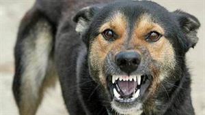 نبرد حیوانات - حمله سگ های وحشی به بابون ها