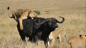 نبرد حیوانات - نبرد شجاعانه بوفالو در برابر شیرها و کروکودیل