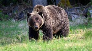 نبرد حیوانات - حمله بی رحمانه خرس به ببر