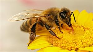 حیات وحش - نبرد زنبورها