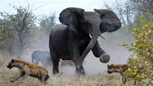 نبرد حیوانات - عصبانیت فیل مادر در مقایل سگ وحشی