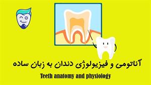 آناتومی دندان به زبان ساده