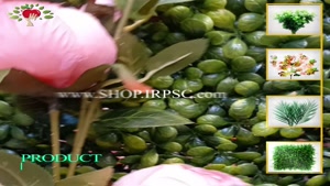 تولید شاخه گل مصنوعی پیونی گل درشت| فروشگاه ملی