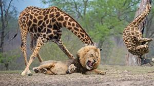 نبرد حیوانات - شدیدترین نبردهای حیوانات