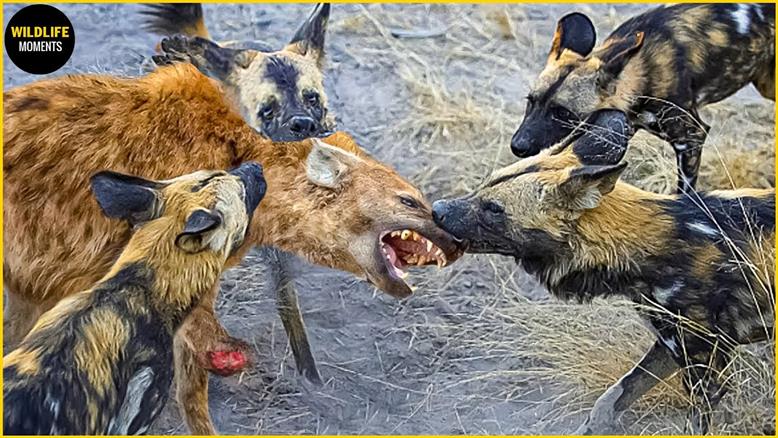 حیات وحش - وقتی کفتار توسط سگ های وحشی مورد حمله قرار میگیرد