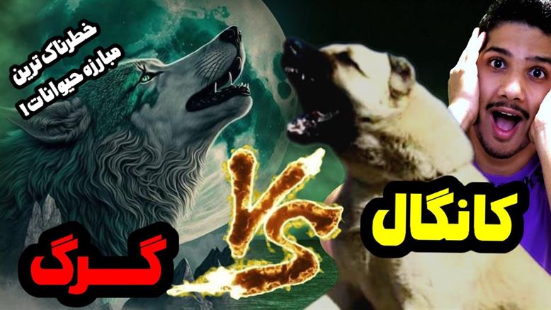 نبرد حیوانات - حمله مرگبار گرگ به سگ کانگال