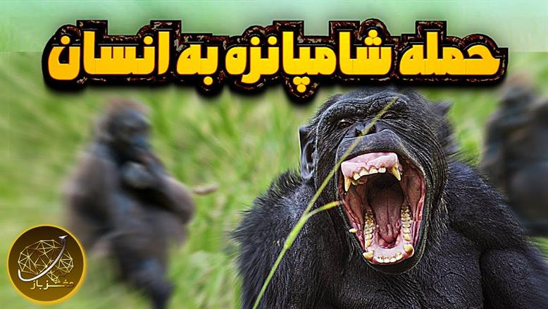 حیات وحش - حمله شامپانزه ها به انسان
