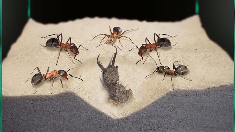 نبرد وحشیانه آنلیون و مورچه ها!