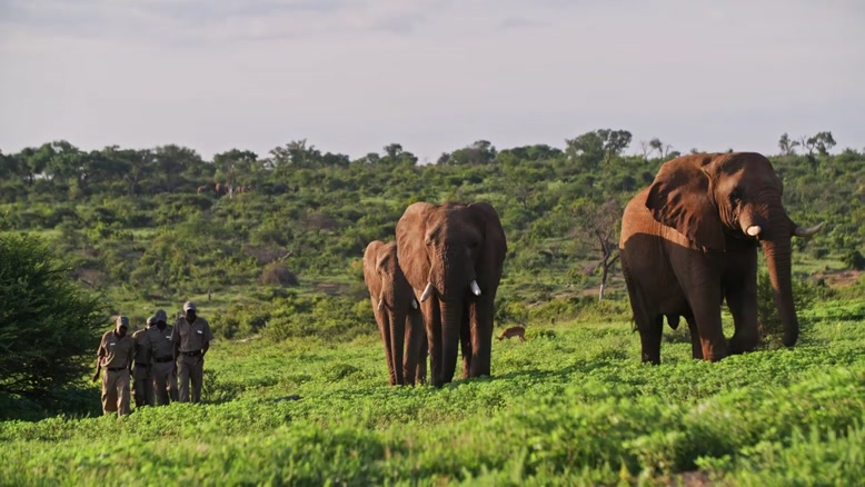 از کرگدن تا فیل | سفری از شفقت با آدینه رود