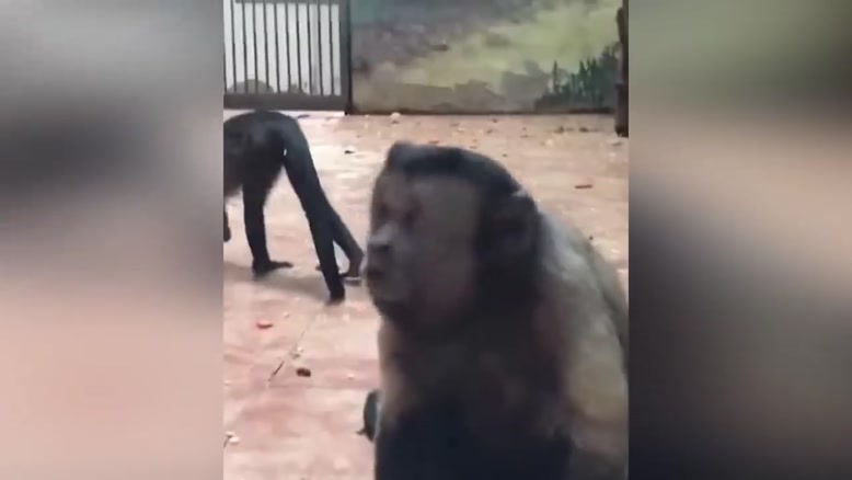 ویدیو های ترسناک از حیواناتی با صورتهای انسان