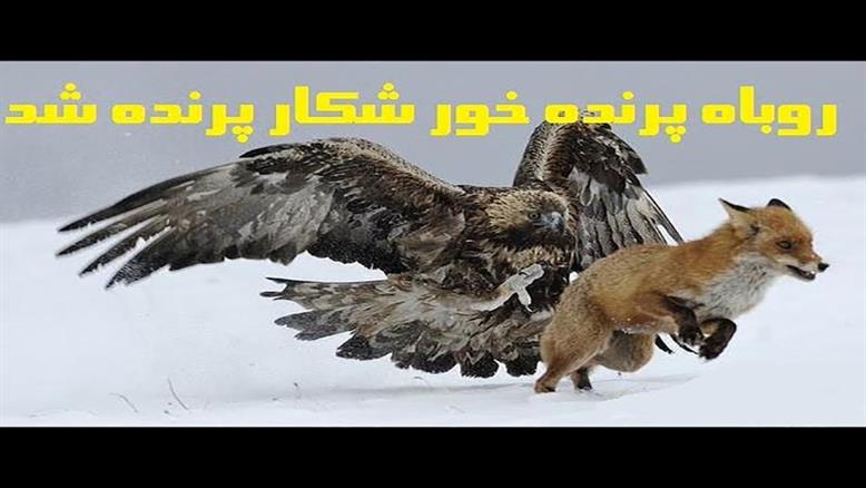 نبرد حیوانات - شکار روباه و مار توسط عقاب