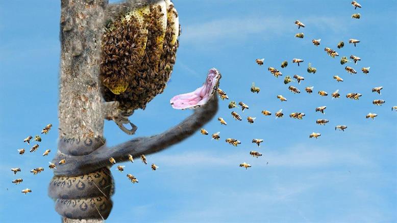 نبرد زنبور و مار پیتون