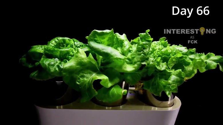 ویدیوی آرامش بخش از رشد گیاهان به صورت تایم لپس