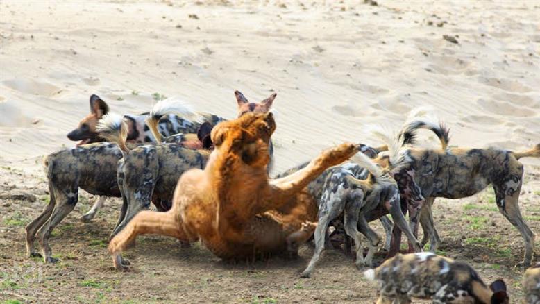 نبرد حیوانات - حمله 18 سگ وحشی عصبانی عصبانی به مادر شیر و