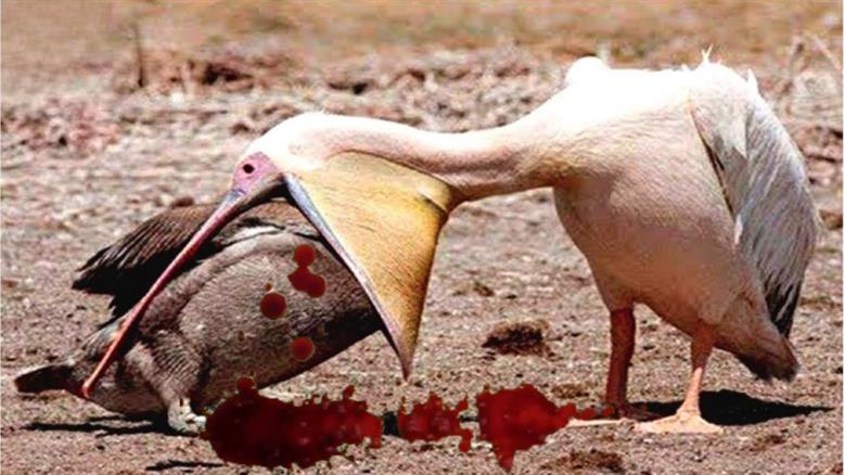 حیات وحش - پرنده هایی که شکار خود را قورت میدهند