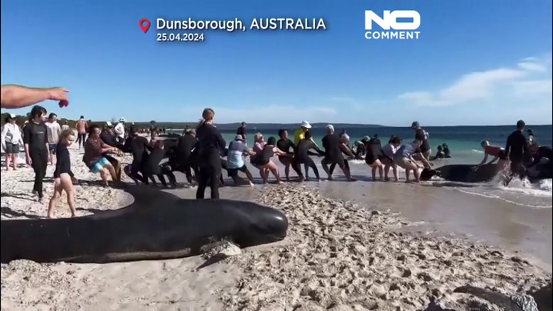 130 نهنگ به گل نشسته در سواحل غربی استرالیا نجات یافتند