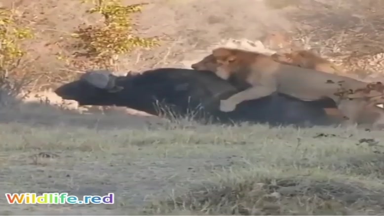 شکار دیدنی بوفالو تنها توسط شیر