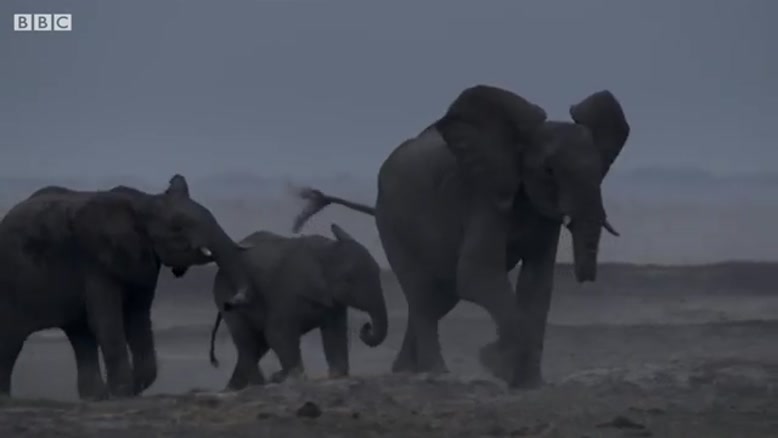 ویدیویی دیدنی از زندگی فیل ها