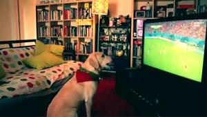 سگی که فوتبال میبینه و تشویق میکنه
