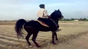 اسب نمایشی-اسب سواری-اسب-اسب عرب کری شمشاد