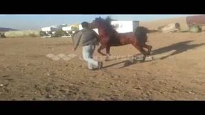 اماده کردن اسب برای سواری