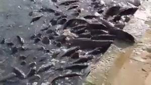 تلاش ماهی ها برای نجات از آب کثیف