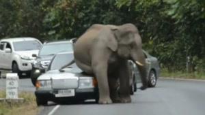 فیلی که نظم جاده رو بهم میزنه!!!