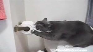 گربه و دستمال توالت