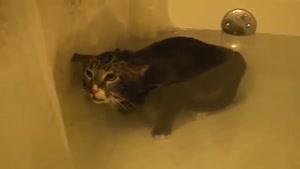صدای گربه داخل آب