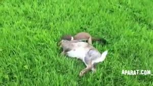 کشتن عجیب خرگوش توسط راسوی وحشی