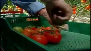 کاشت و برداشت گوجه فرنگی ارگانیک