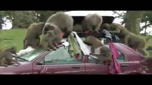 غارت ماشین توسط میمون ها