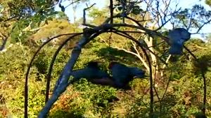 زندگی گروهی طوطی های زیبای کاکادو گنگ گنگ