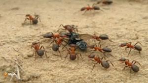 داستان کوتاه - مورچه و زنبور